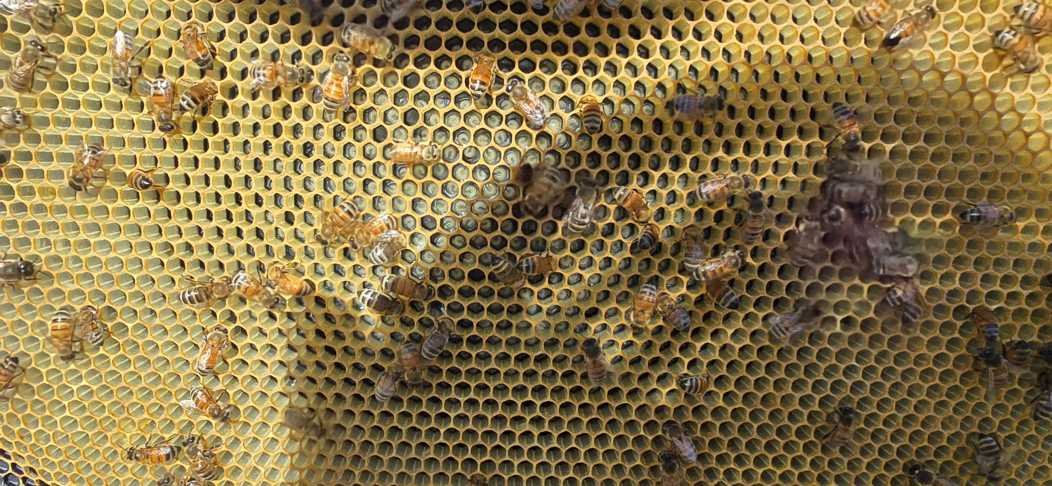 ThermaHive V1 installed on hive