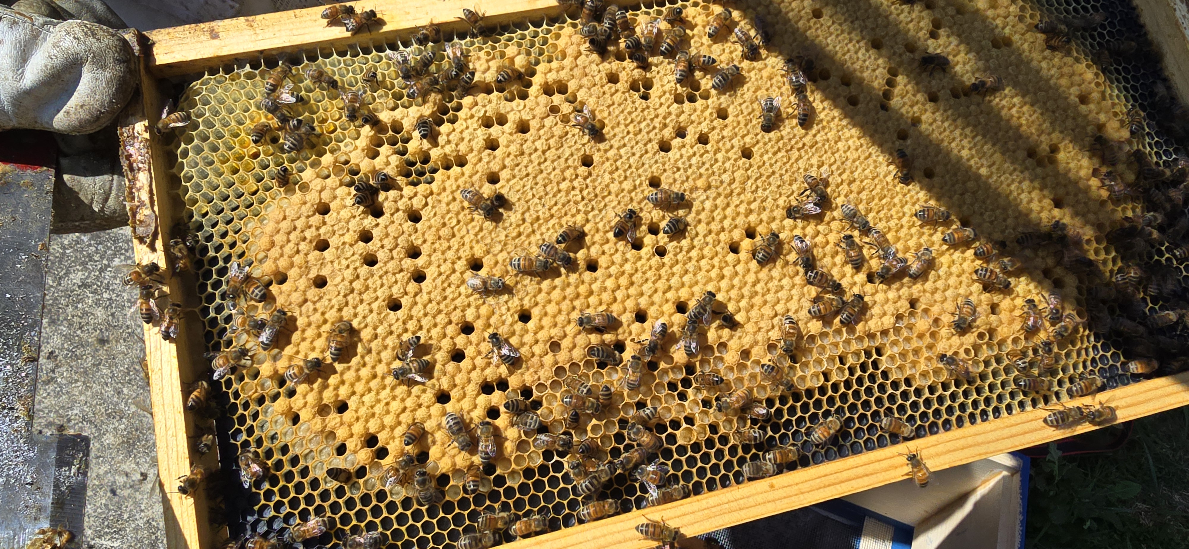 ThermaHive V1