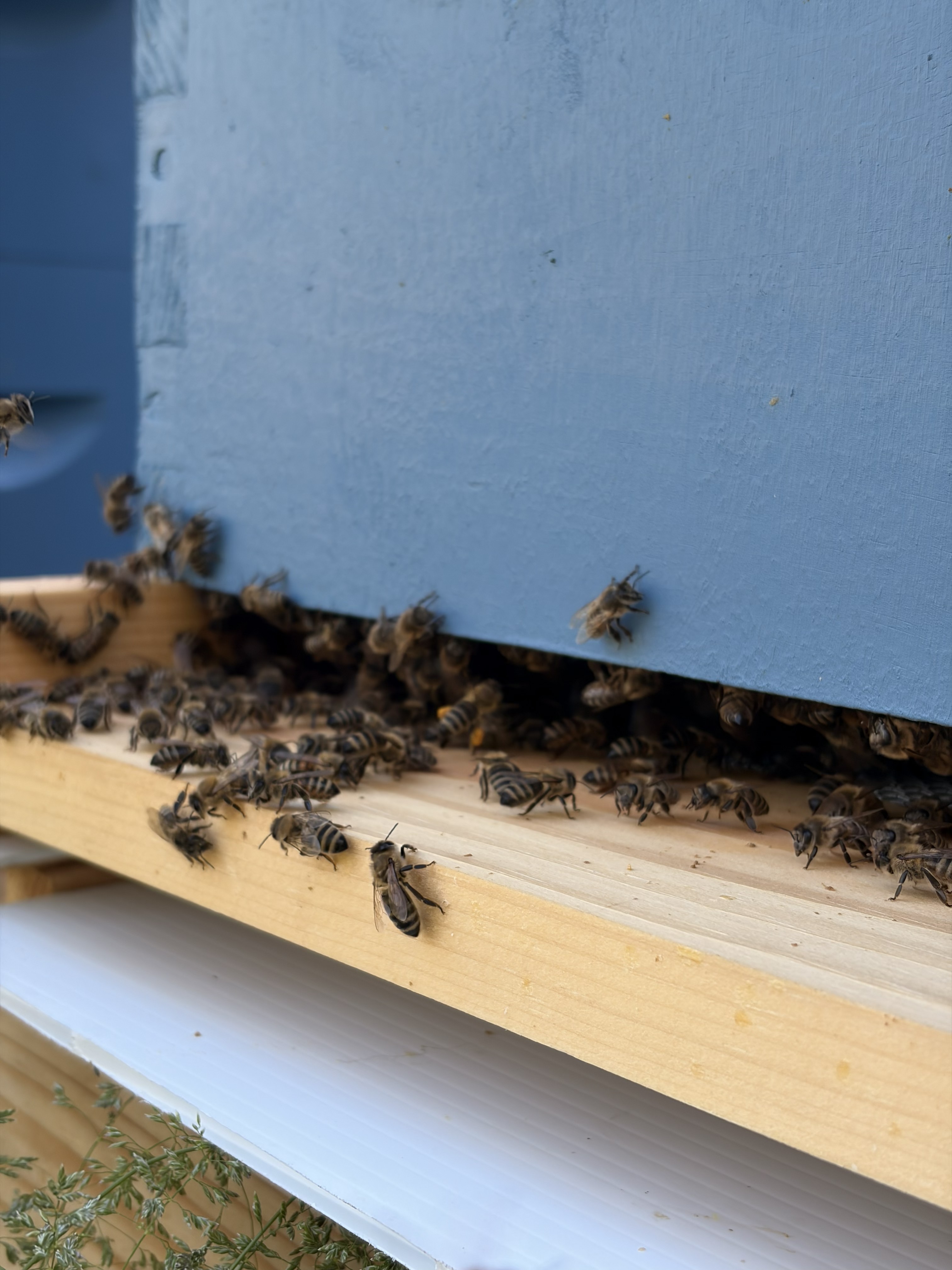 Bunch of bees
