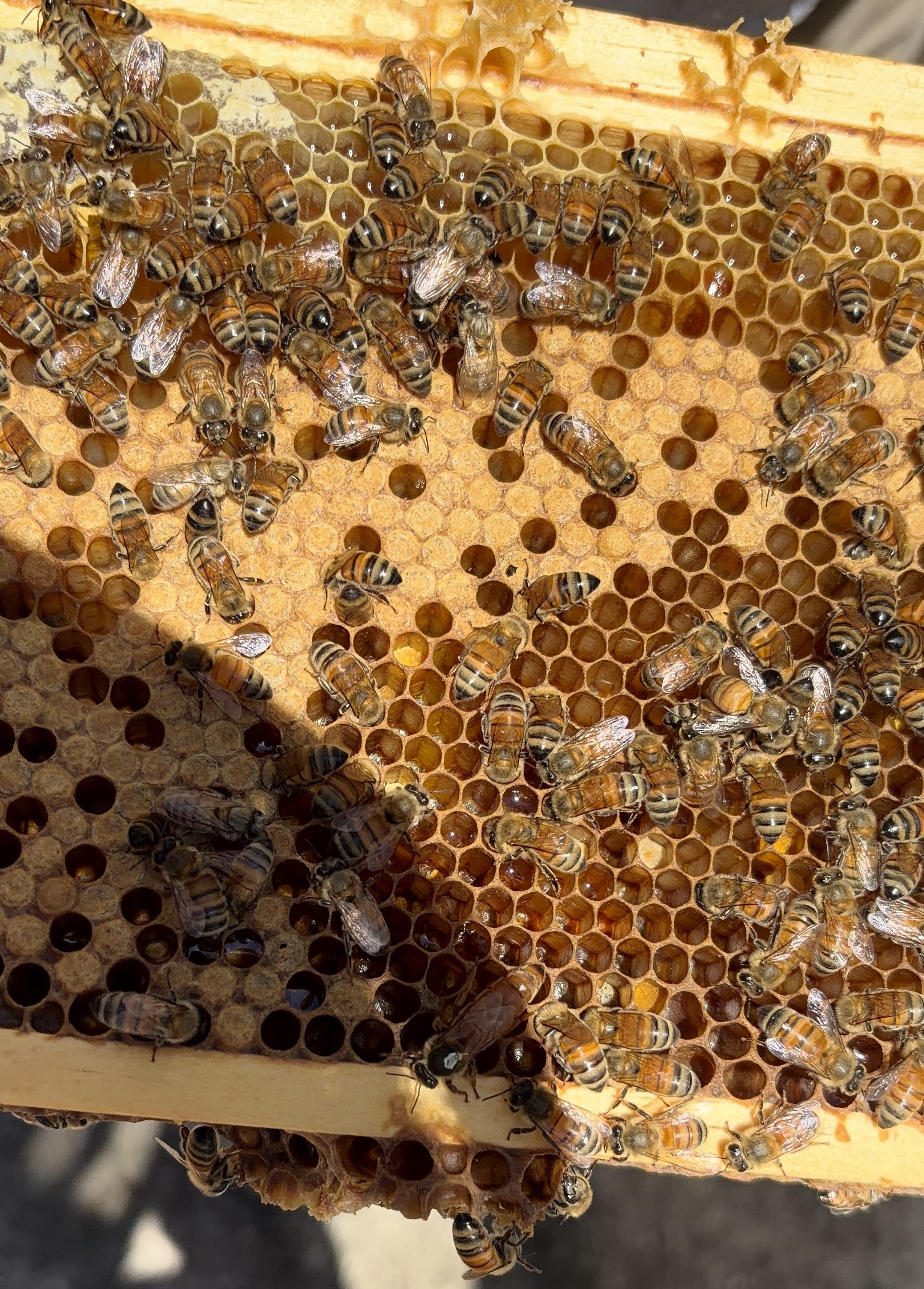 A honeycomb frame covered with worker bees and the queen bee, showing patches of capped brood alongside young larvae in open cells.