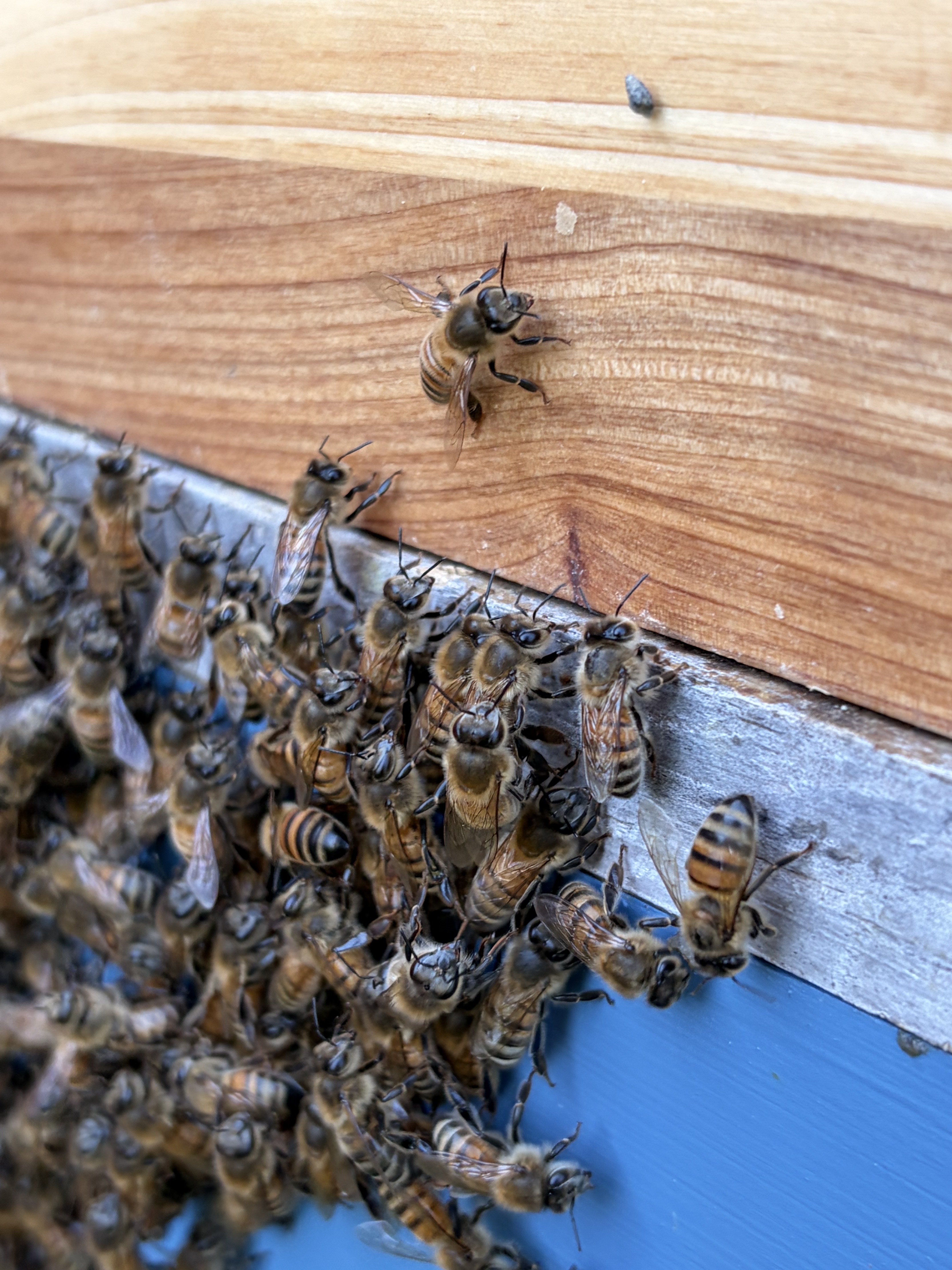 A dense cluster of honeybees gathered on the light wooden exterior of a beehive.