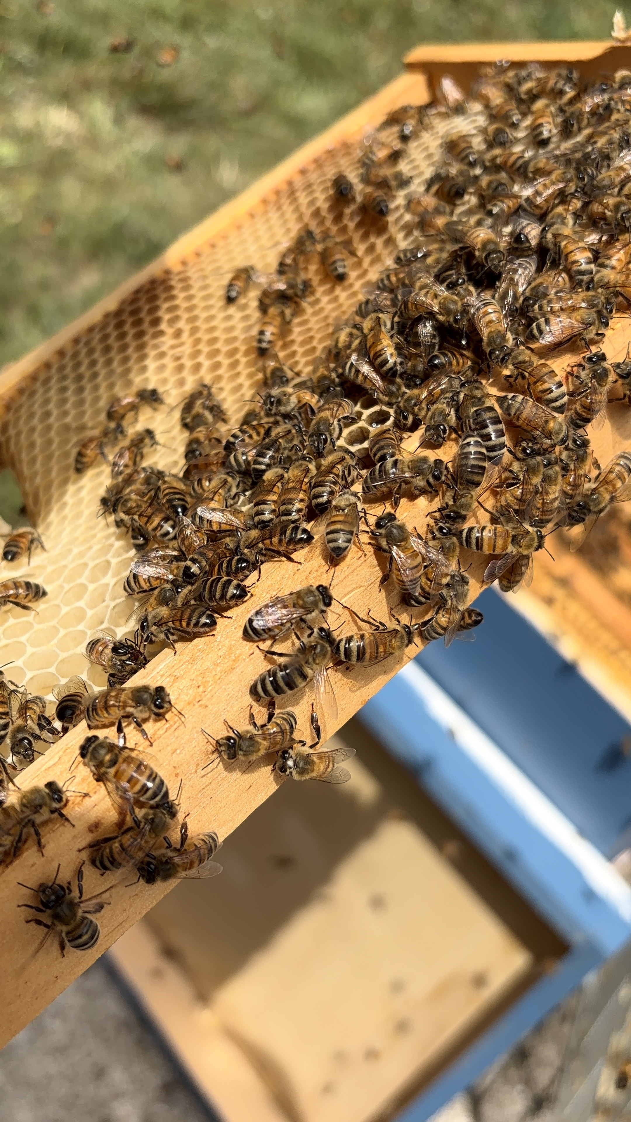 A dense cluster of healthy honeybees gathered on the top wooden bar of a hive frame.