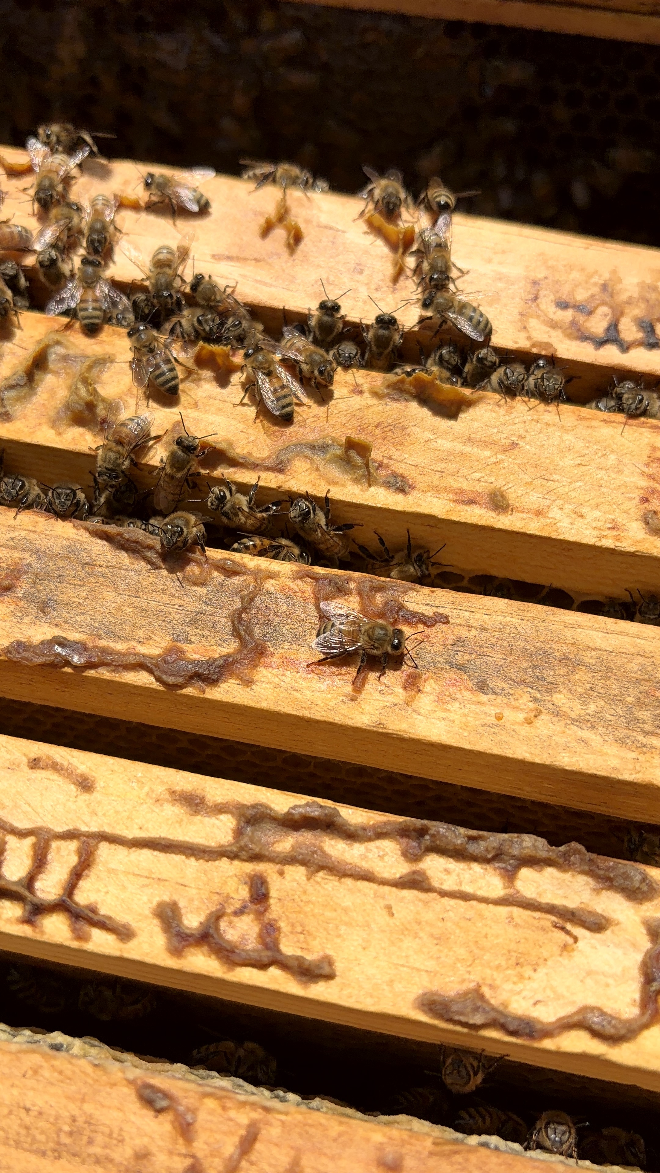 Honeybees crawling over the narrow gaps between wooden hive frames inside a beehive box.