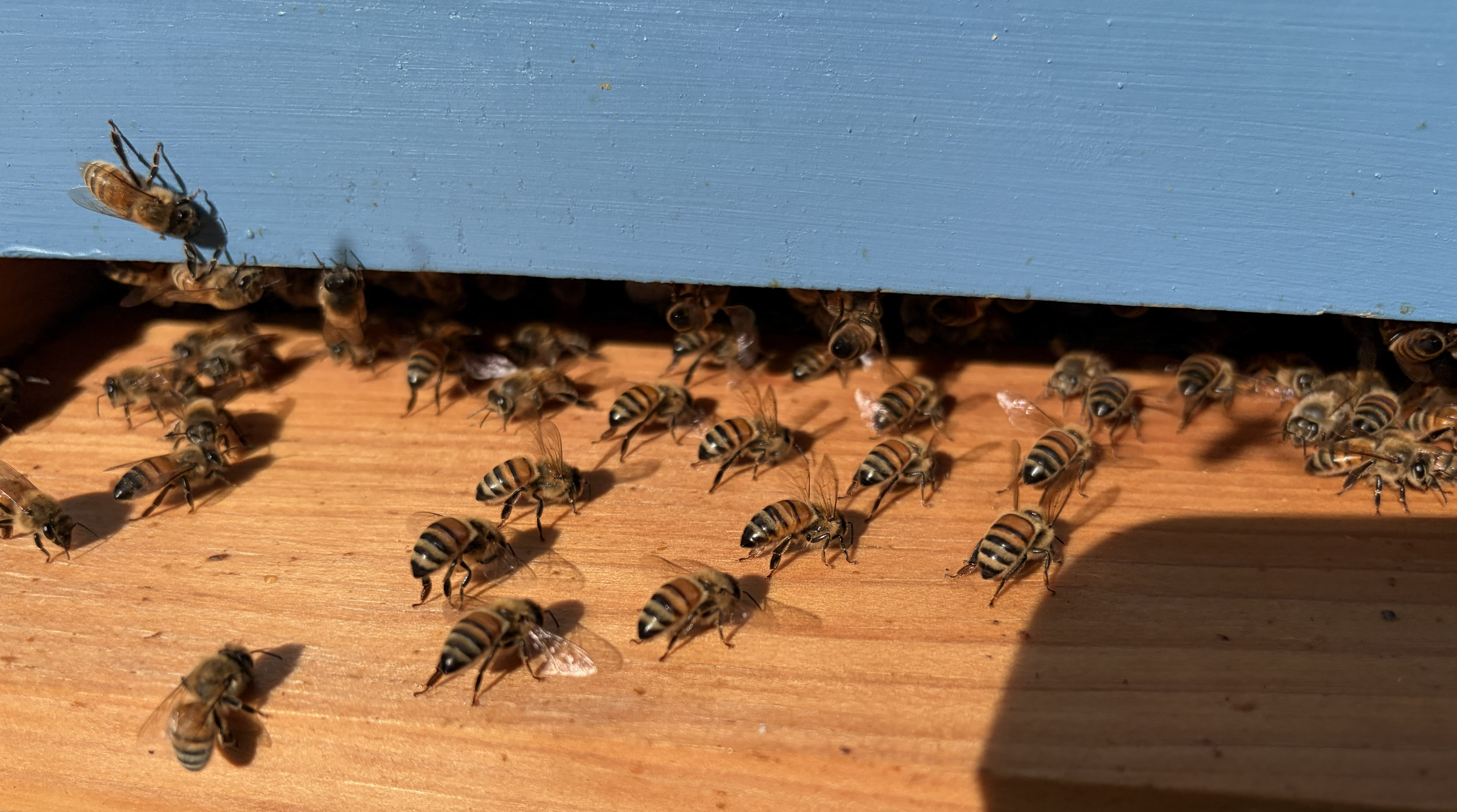 A group of honeybees fanning their wings on a wooden landing board at the entrance of a light blue beehive.