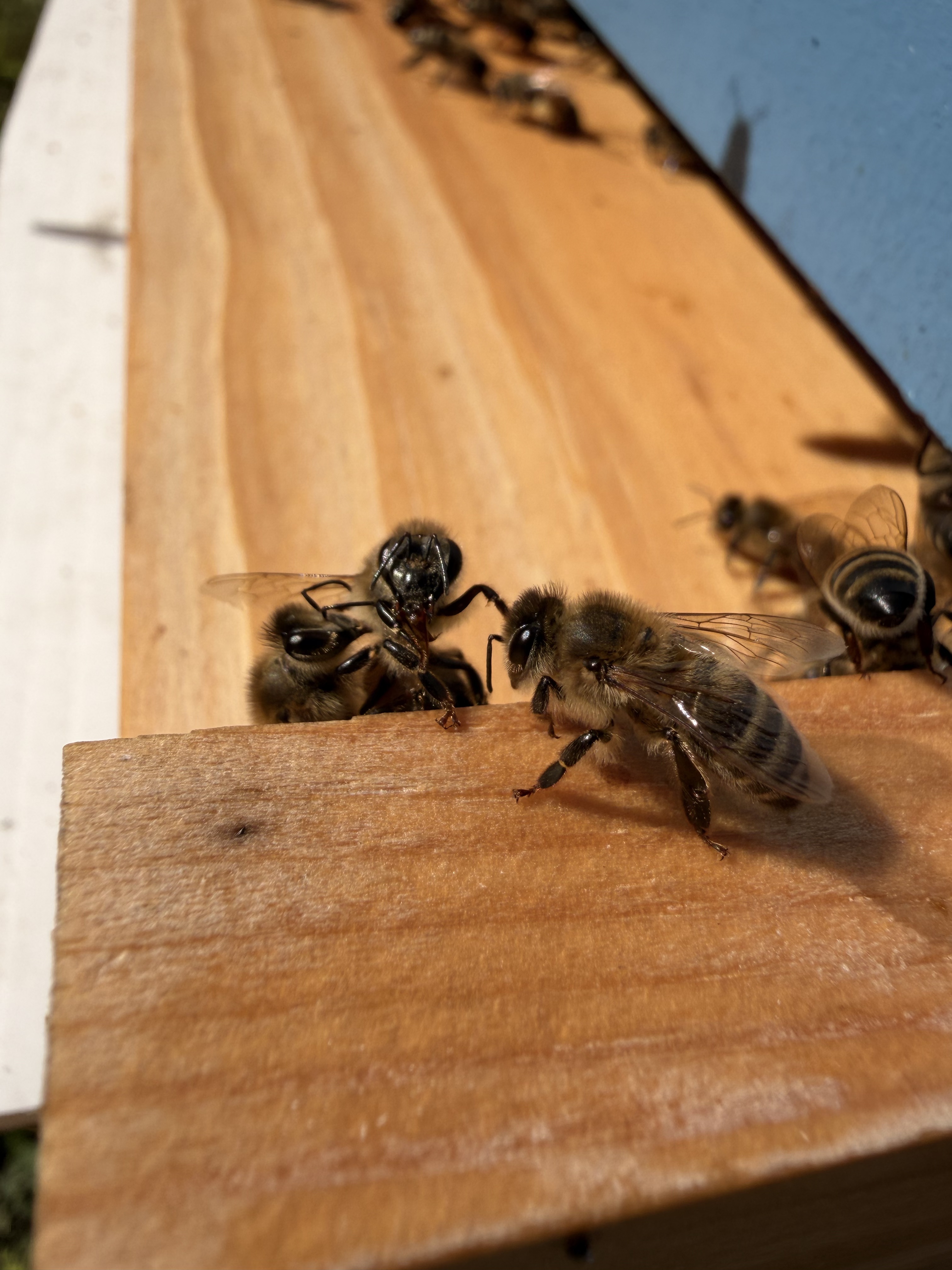 A detailed close-up shot of individual honeybees interacting on a light wooden hive component.