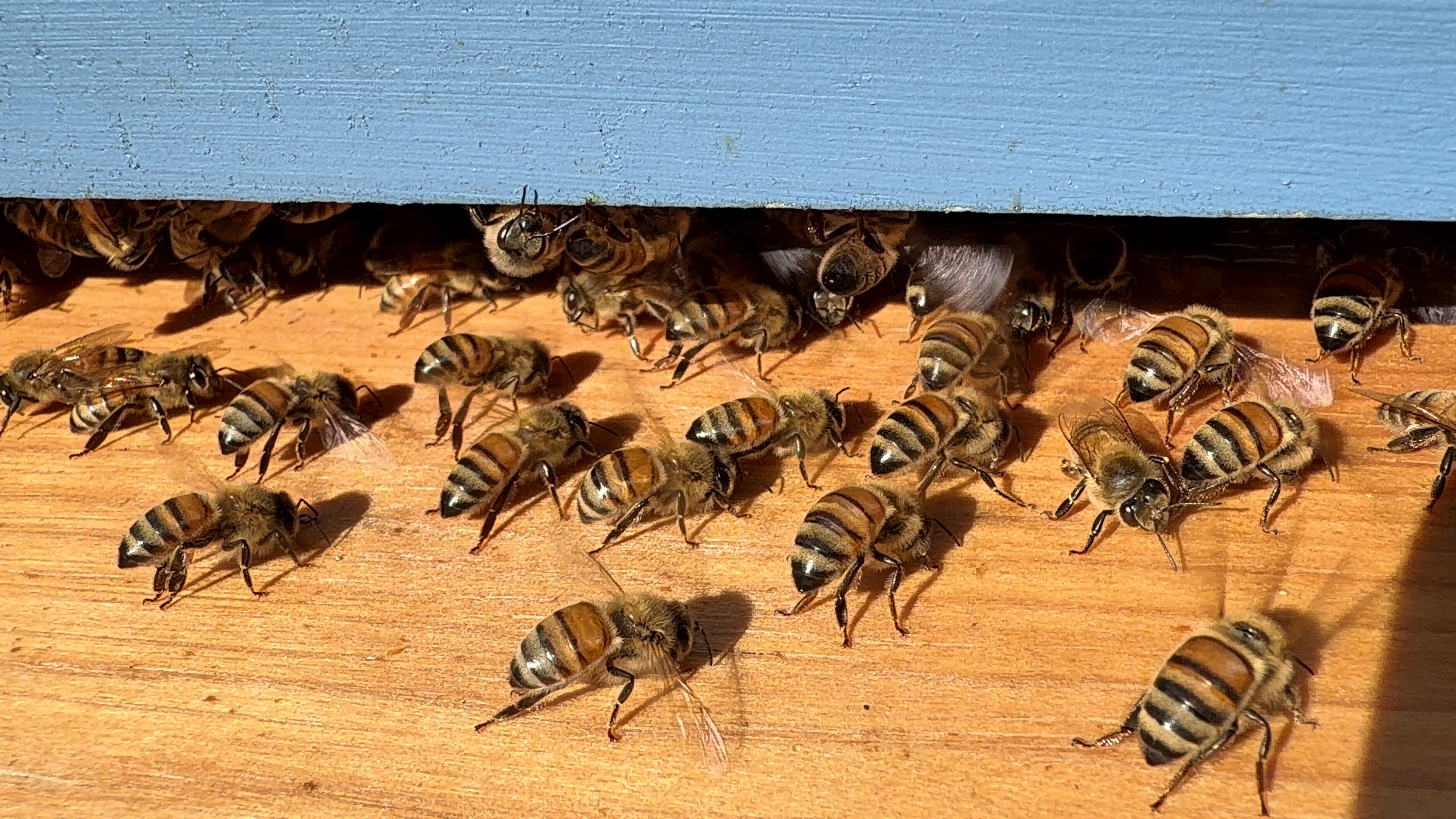 A cluster of honeybees gathered along the bright yellow bottom board entrance of a light blue beehive.