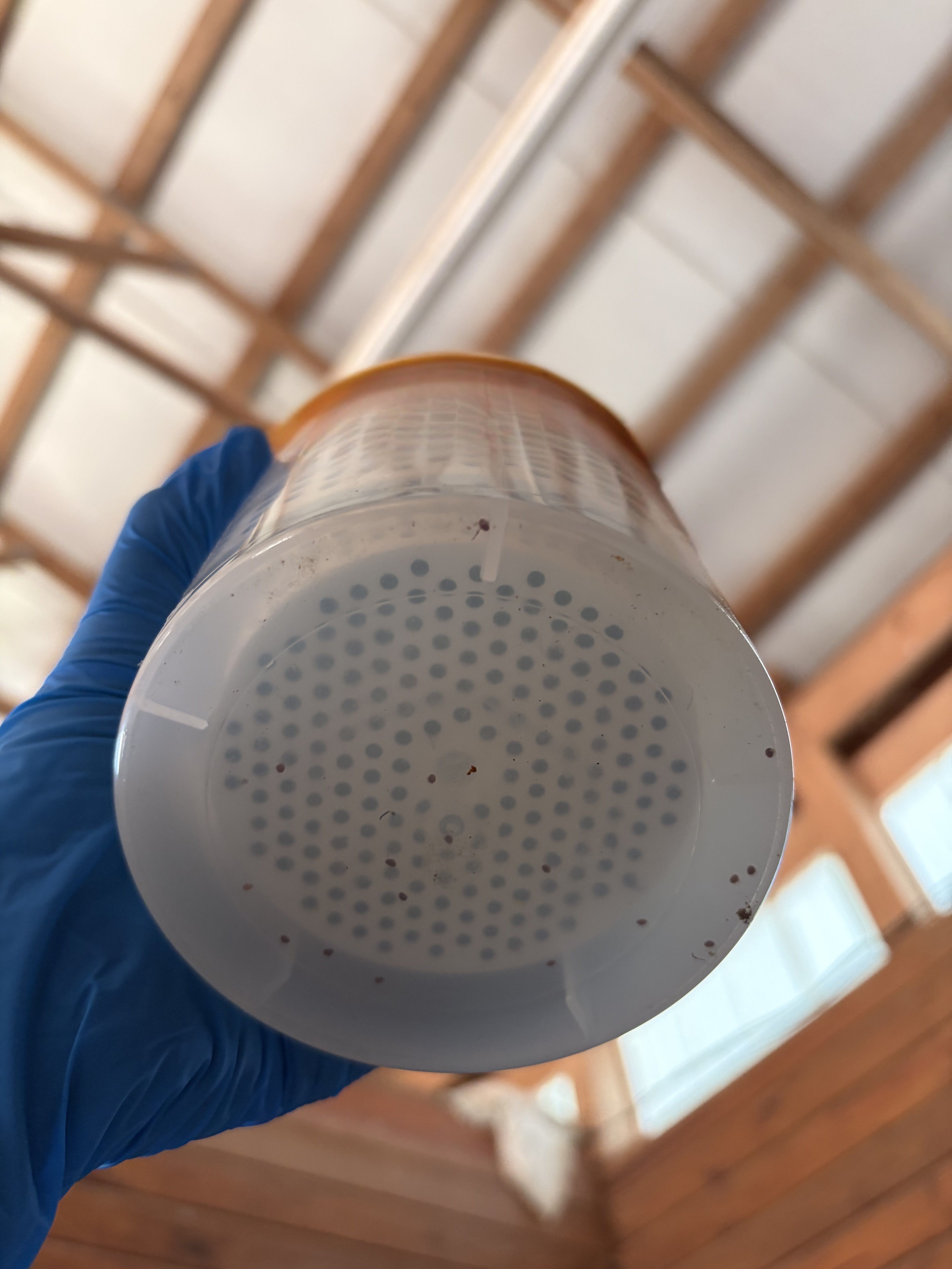 A gloved hand holding up the bottom of a translucent mite wash container, revealing several dark Varroa mites resting on the perforated plastic.