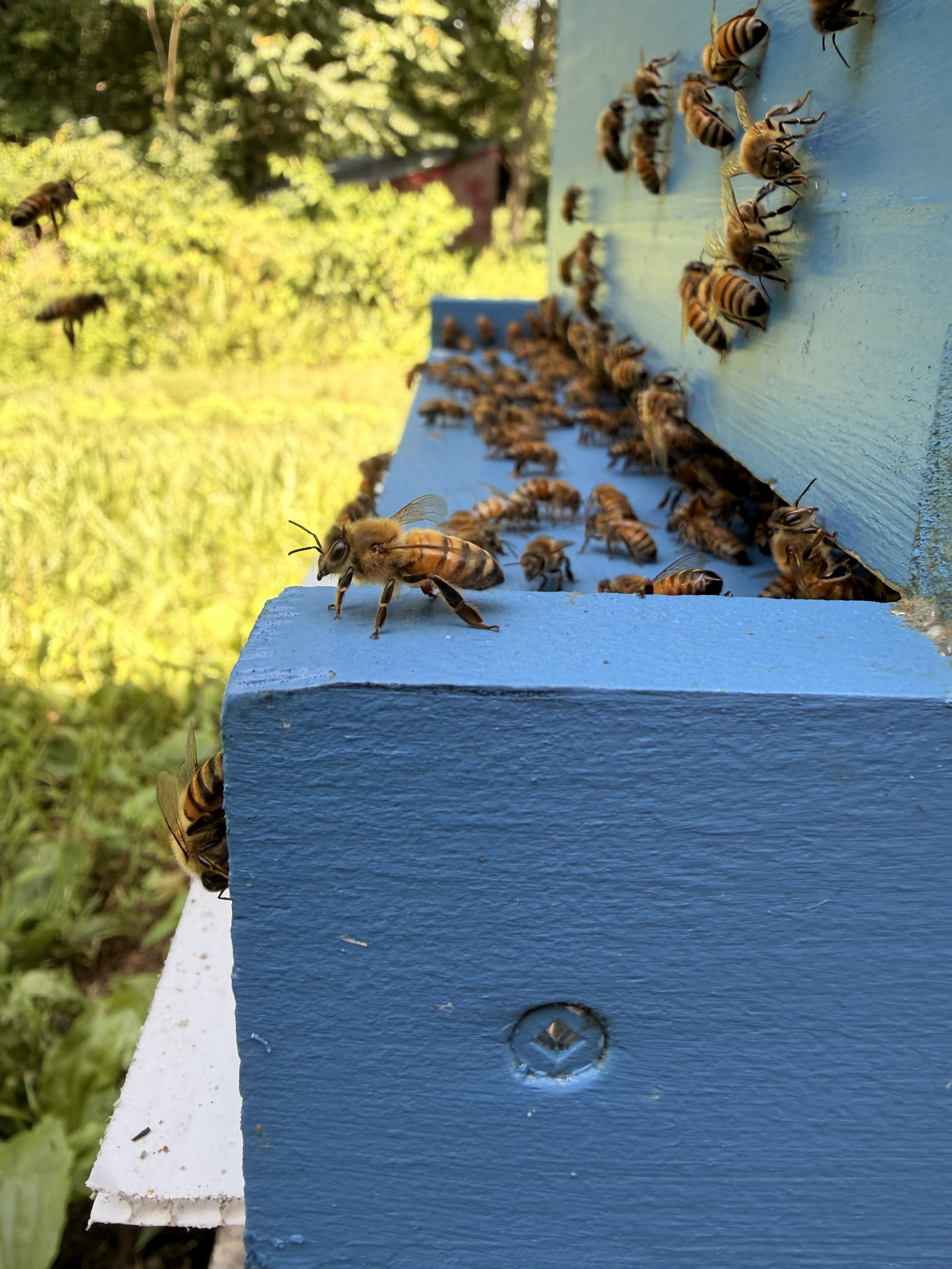 ThermaHive treatment unit installed on a hive in the field