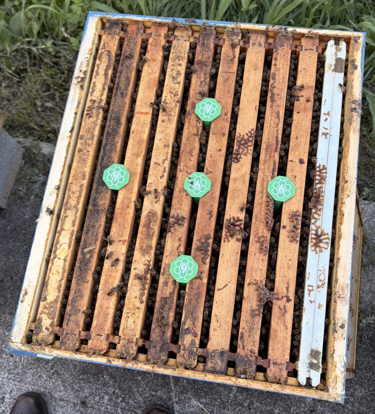 A ThermaHive wireless sensor seated at bee space between two frames inside a hive.