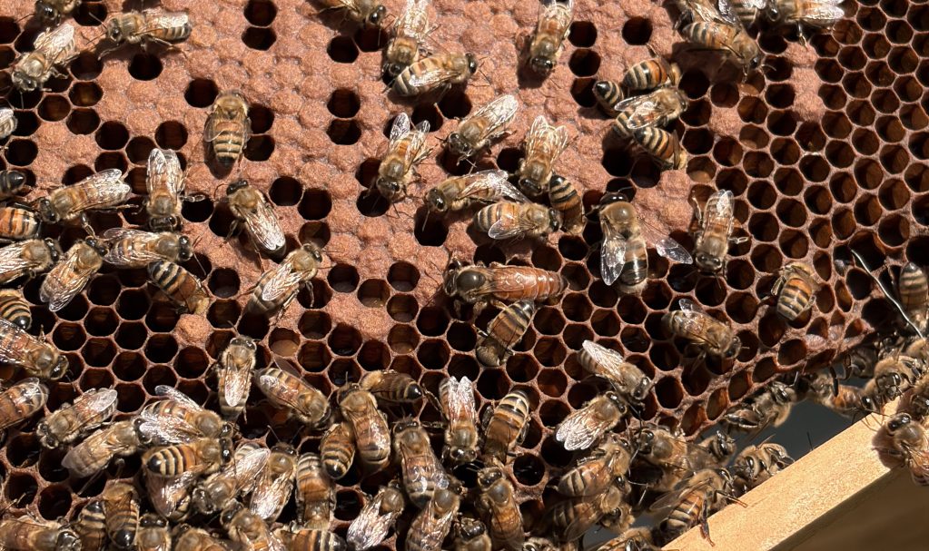 A frame of capped brood at the research apiary, covered in bees, with the queen among them.