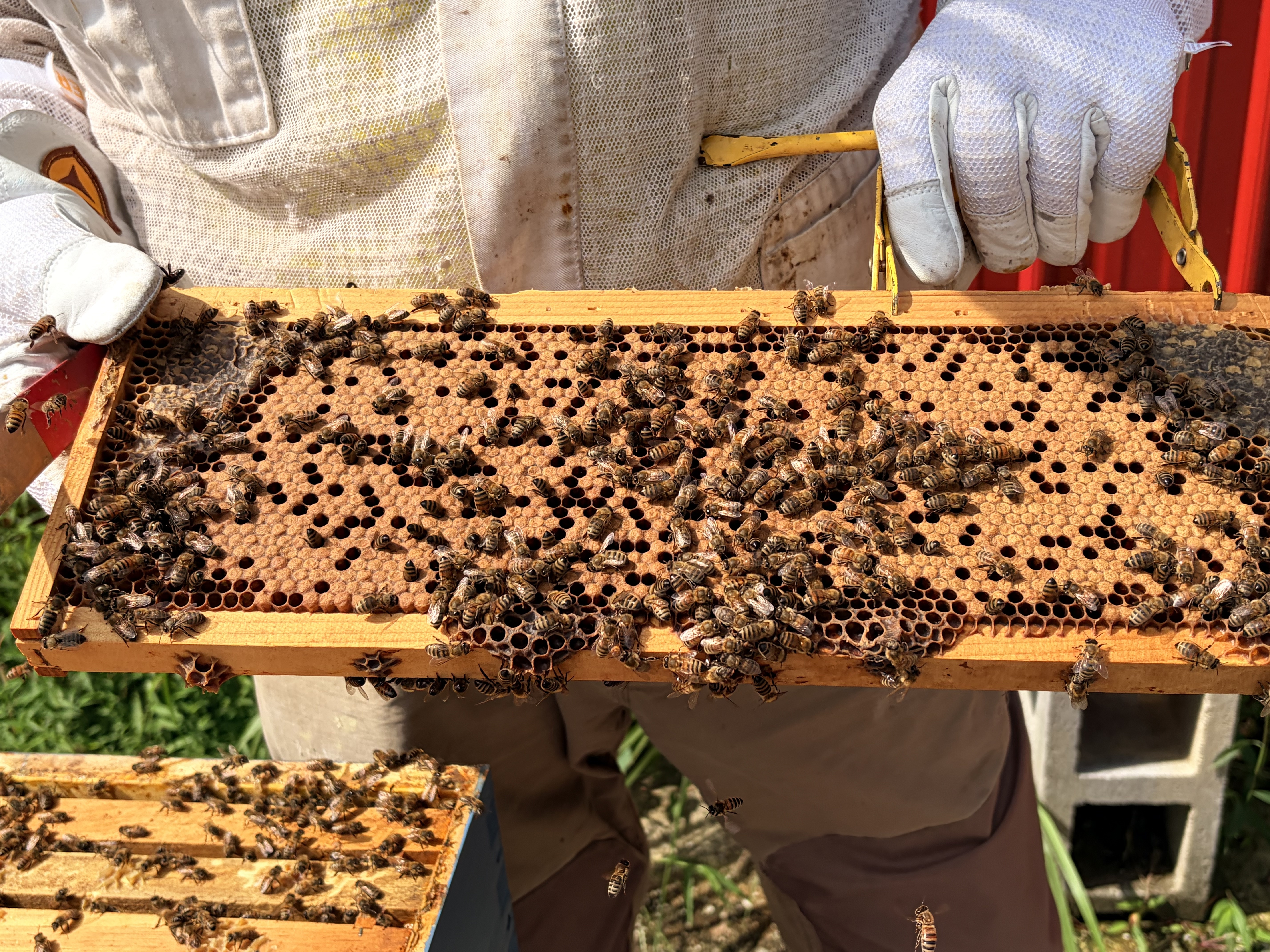 Frame of capped and emerging brood mid-cycle