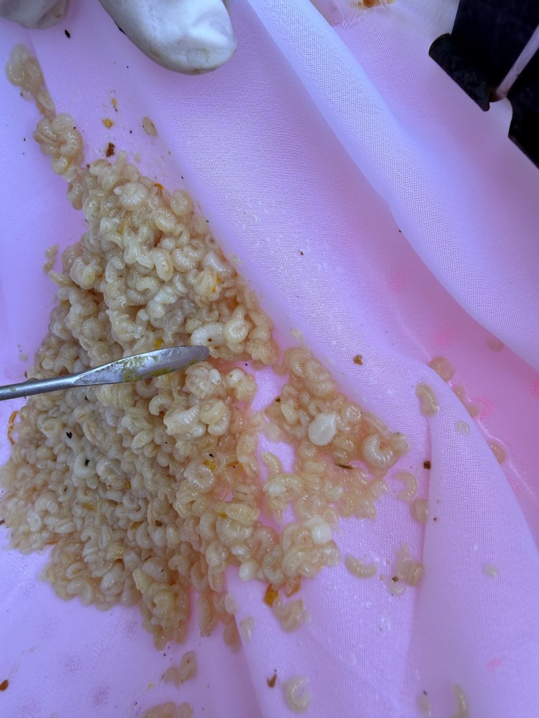 A larval sample taken from one of the ThermaHive research colonies, laid out on the survey cloth during the National Honey Bee Survey inspection.