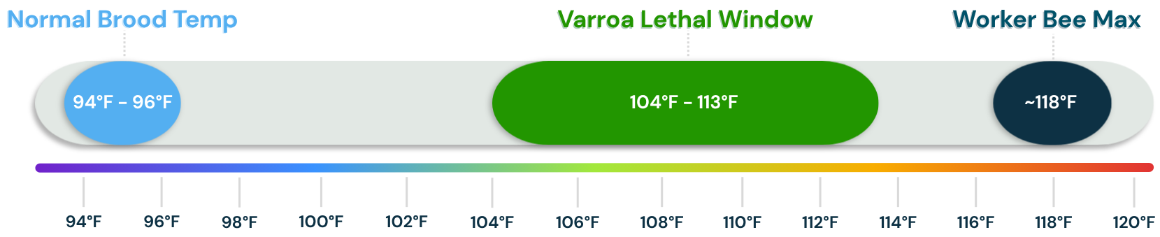 Temperature scale from 94 to 120&deg;F (34 to 49&deg;C). Normal brood temperature 94 to 96&deg;F (34 to 36&deg;C). Varroa lethal window 104 to 113&deg;F (40 to 45&deg;C). Worker bee maximum about 118&deg;F (48&deg;C). The sweet spot: the optimal temperature range for treatment is 108 to 112&deg;F, or 42 to 44&deg;C (Oliver, 2021a).