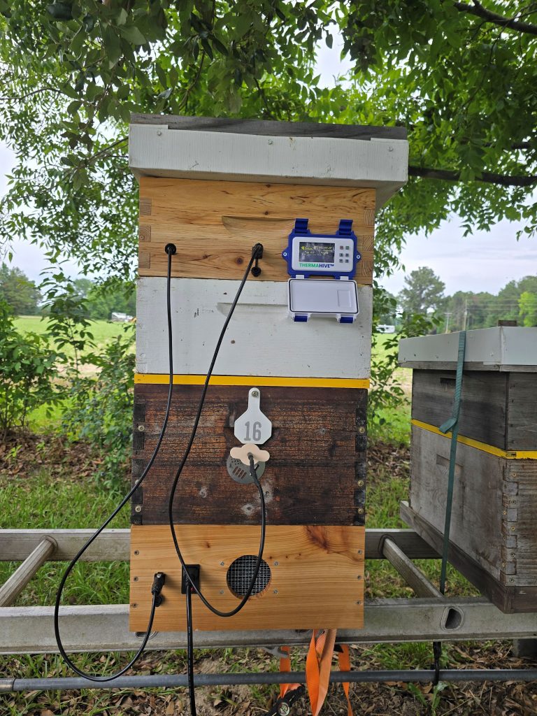A ThermaHive V1 controller mounted on the back of a hive, with its cable running down to the heater box at the base of the stack.