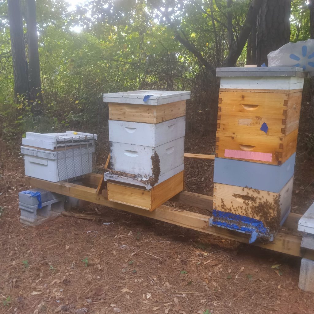 A row of hives in a wooded yard, with bees working the entrances.